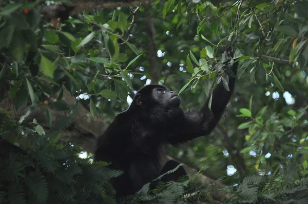 Aullador Negro Mamífero Árbol Selva Panamá América Central — Foto de Stock