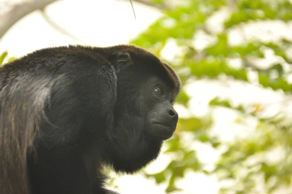 Aullador Negro Mamífero Árbol Selva Panamá América Central — Foto de Stock