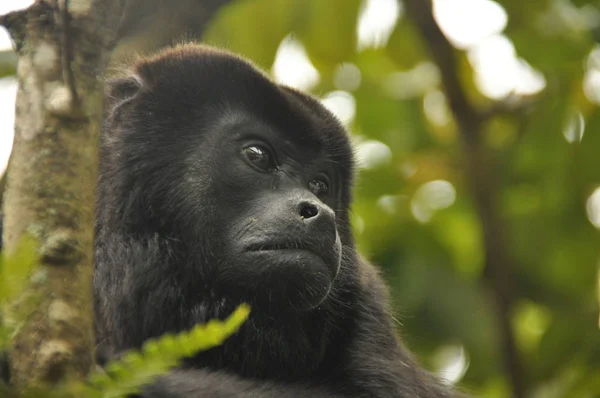 Black Howler Mammal Tree Jungle Panama Central America — Stock Photo, Image