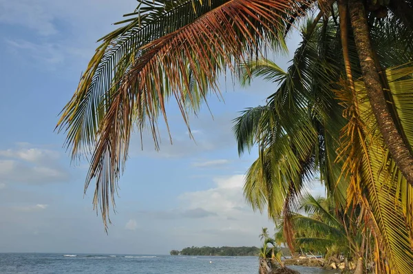 Cocotiers Poussant Sur Côte Amérique Centrale Panama — Photo