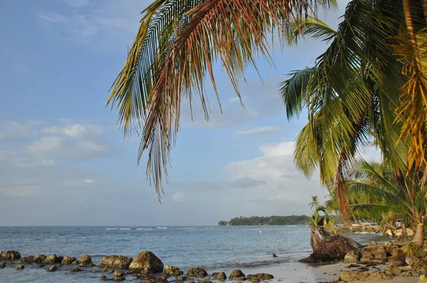 在中美洲海岸生长的椰子棕榈树 巴拿马 — 图库照片