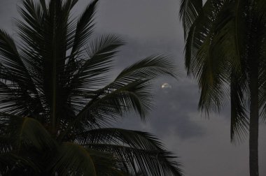 Alacakaranlıkta arka planda moon ile Hindistan cevizi hurma yaprakları