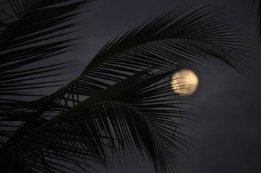 Alacakaranlıkta arka planda moon ile Hindistan cevizi hurma yaprakları
