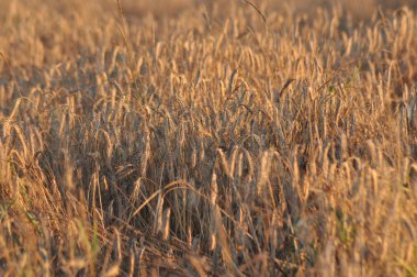 Tahıl alanları. Kulakları olgunlaşma. Hasat ve tahıl unu içine. Çiftlik ve tarım.