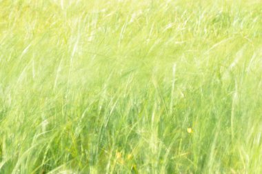 Rüzgarda sallanan sedges. Islak çayır haymaking sırasında. Yemyeşil yeşil çimen.