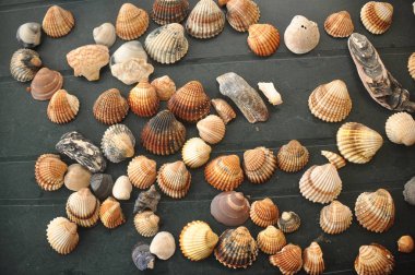 Kabuklu deniz ürünleri, Akdeniz Beach İtalya'dan salyangoz.