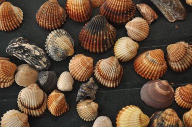 Kabuklu deniz ürünleri, Akdeniz Beach İtalya'dan salyangoz.