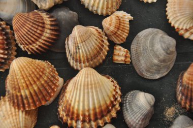 Kabuklu deniz ürünleri, Akdeniz Beach İtalya'dan salyangoz.