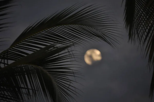 Кокосовые Пальмовые Листья Сумерках Луной Заднем Плане — стоковое фото
