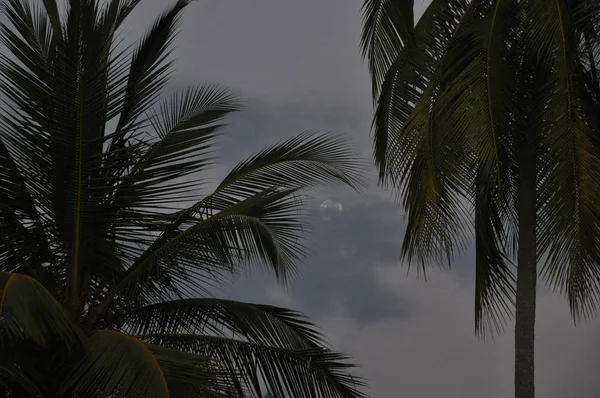 Coconut palm leaves at dusk with the moon in the background