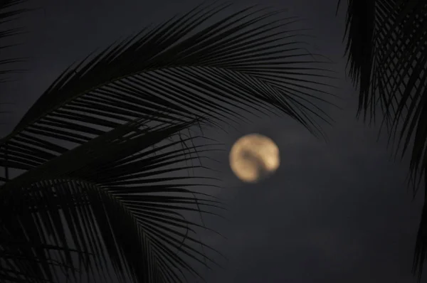 Coco Folhas Palmeira Entardecer Com Lua Fundo — Fotografia de Stock