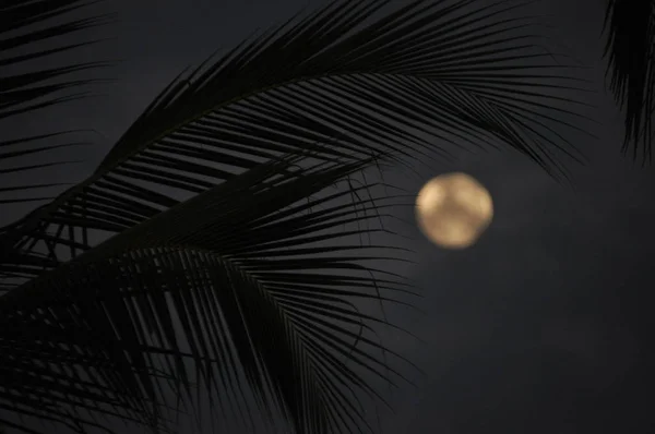 Coco Folhas Palmeira Entardecer Com Lua Fundo — Fotografia de Stock