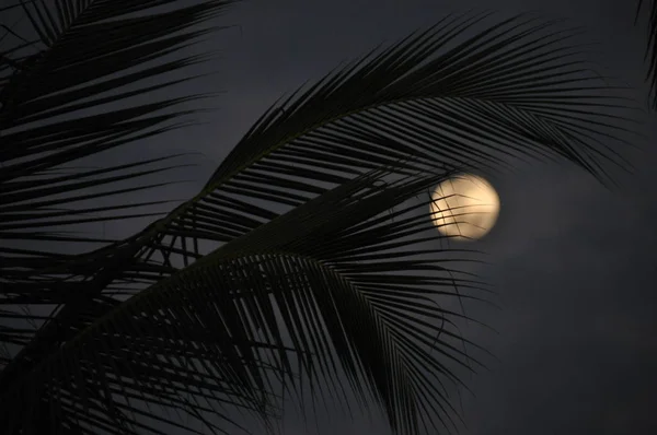 Foglie Palma Cocco Crepuscolo Con Luna Sullo Sfondo — Foto Stock