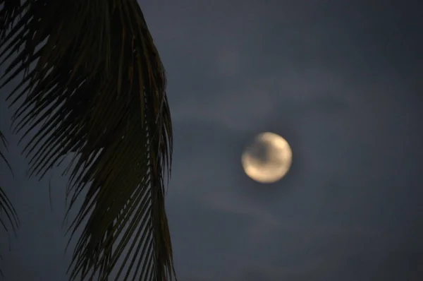 Feuilles Cocotier Crépuscule Avec Lune Arrière Plan — Photo