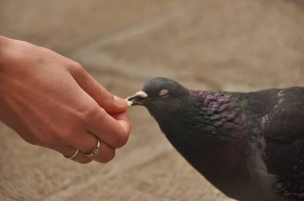 Tauben Die Von Kindern Auf Einer Fußgängerstraße Venedig Gefüttert Werden — Stockfoto