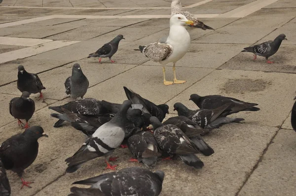 Duiven Gedoneerd Aan Het San Marcoplein Venetië — Stockfoto