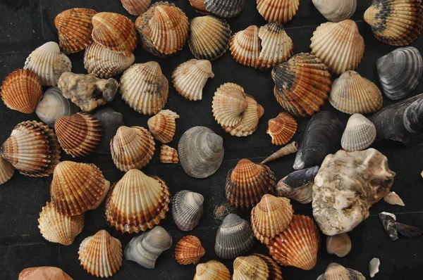 Crostacei Lumache Del Mediterraneo Spiaggia Italia — Foto Stock