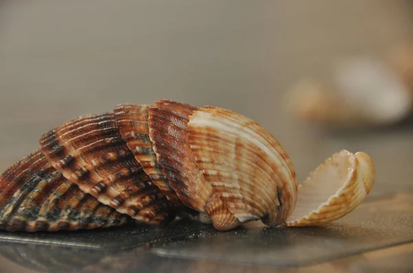 Crostacei Lumache Del Mediterraneo Spiaggia Italia — Foto Stock