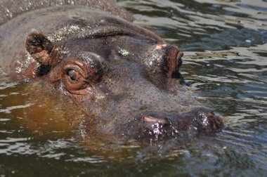 Su aygırı. Afrika'da yaşayan büyük bir hayvanı suda yüzen