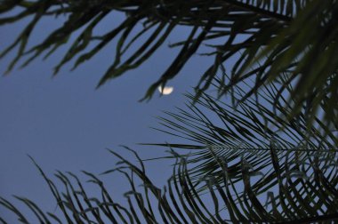 Alacakaranlıkta arka planda moon ile Hindistan cevizi hurma yaprakları