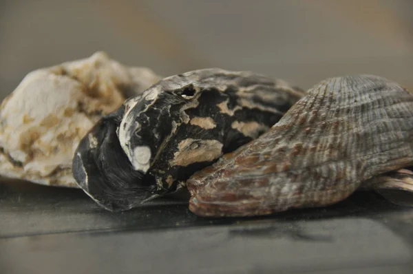 Crostacei Lumache Del Mediterraneo Spiaggia Italia — Foto Stock