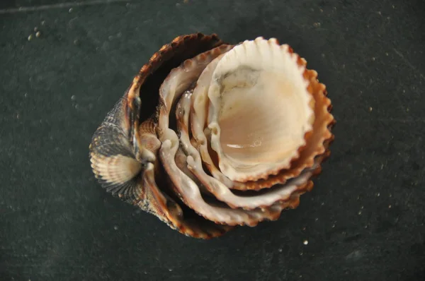 Crostacei Lumache Del Mediterraneo Spiaggia Italia — Foto Stock