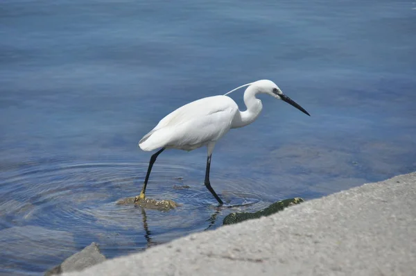 stock image Little Egret feeding a cove near Venice