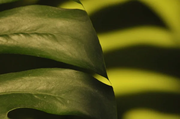 Leaves of tropical plants. Shadow Monsters reflecting on the green wall.