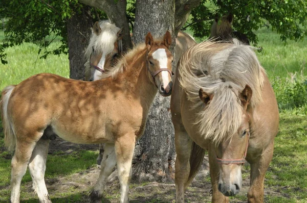 Workhorse Grazing Pasture Meadow Valley Bug — Stock Photo, Image