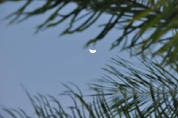 Foglie Palma Cocco Crepuscolo Con Luna Sullo Sfondo — Foto Stock