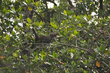 Orta Amerika'da bir ormanda bir ağaca asılı üç parmaklı tembel. Panama.