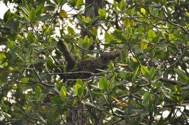 Orta Amerika'da bir ormanda bir ağaca asılı üç parmaklı tembel. Panama.