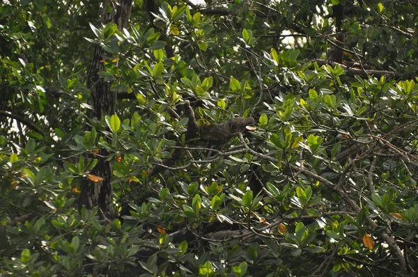 Orta Amerika Bir Ormanda Bir Ağaca Asılı Parmaklı Tembel Panama — Stok fotoğraf