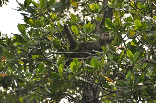 Paresseux Trois Doigts Pendu Arbre Dans Une Jungle Amérique Centrale — Photo