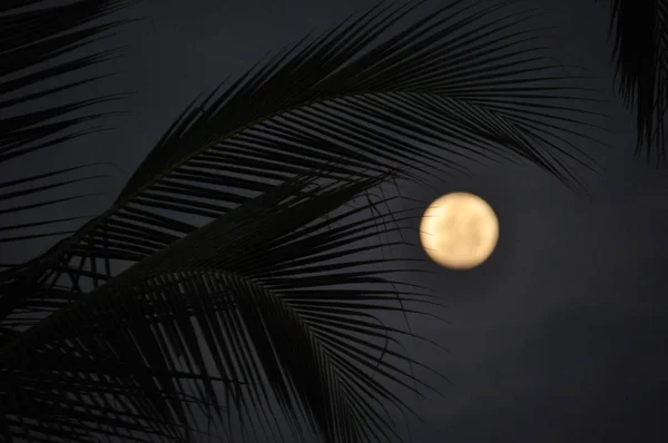 Foglie Palma Cocco Crepuscolo Con Luna Sullo Sfondo — Foto Stock