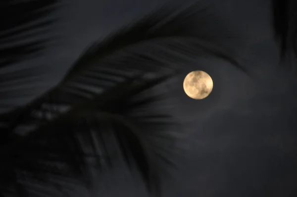 背景に月と夕暮れ時に葉のヤシ — ストック写真