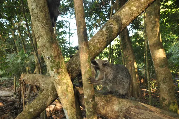 Raccoon Den Studsande Husdjuret Manuel Antonio Nationalpark Costa Rica — Stockfoto