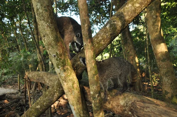 Mapache Mascota Que Rebota Parque Nacional Manuel Antonio Costa Rica — Foto de Stock