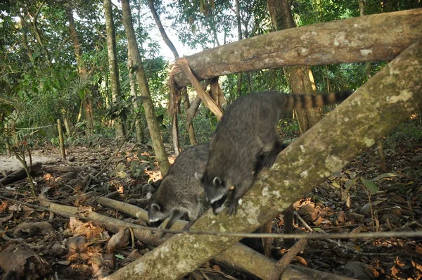 Mapache Mascota Que Rebota Parque Nacional Manuel Antonio Costa Rica — Foto de Stock