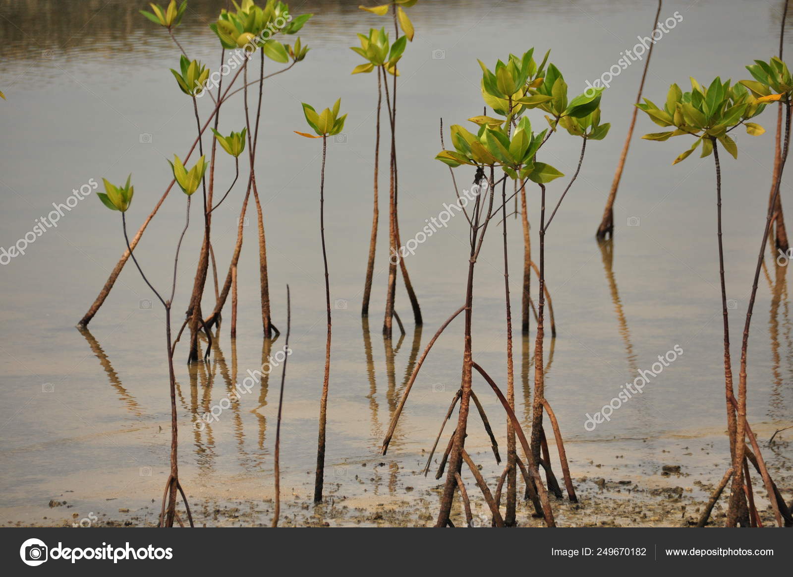 Young Mangrove Growing Salty Water Supporting Roots Low Tide Stock Photo by ©Kozik_Radoslaw