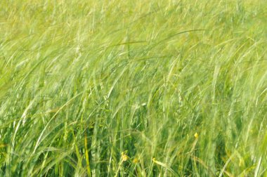 Rüzgarda sallanan sedges. Islak çayır haymaking sırasında. Yemyeşil yeşil çimen.