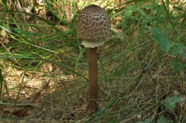 Yenilebilir mantarlar. Hassasiyet. Tabaklara ilave. Sonbahar mantarı toplama