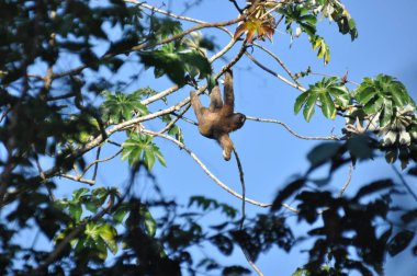Orta Amerika'da bir ormanda bir ağaca asılı üç parmaklı tembel. Panama.