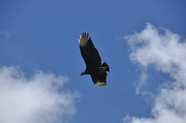 Siyah akbaba. Koku alma duyusu ve tüysüz bir kafa ile leş siyah kuş yeme
