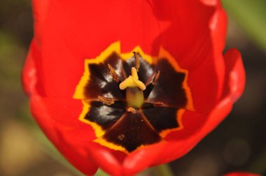 Güzel çiçek açan laleler. Çiçek yaprakları canlı renkler.