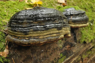 Mantar bir ağaç gövdesi, hub, bir parazit