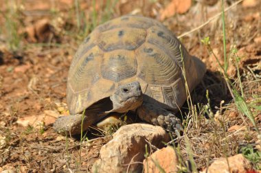 Kayalık ve kumlu çölde turtle. Gad iliklerine güneşi.