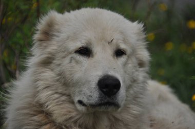 Çoban çayır on yalan ve sürü koruma köpeği. Tehlikeli yarış.