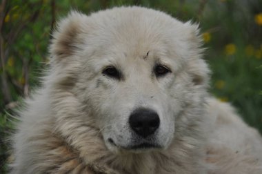 Çoban çayır on yalan ve sürü koruma köpeği. Tehlikeli yarış.