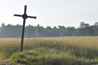 Tahıl alanları. Kulakları olgunlaşma. Hasat ve tahıl unu içine. Çiftlik ve tarım.